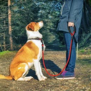 Reflective Leash